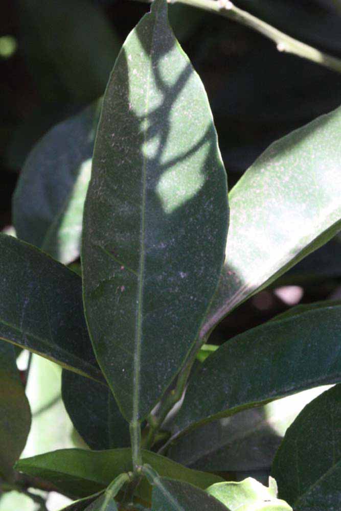              Unifoliolate leaf (Riverside, CA)       